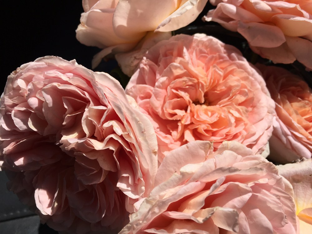 mollykrausecocoaflowers