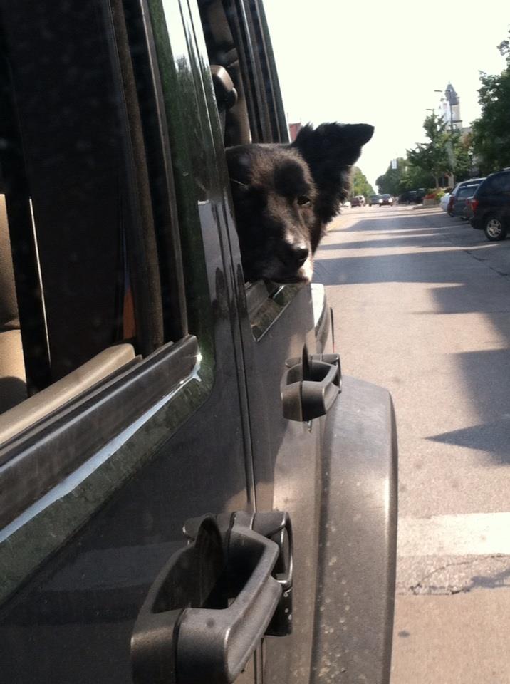 lucyheadoutwindowpic