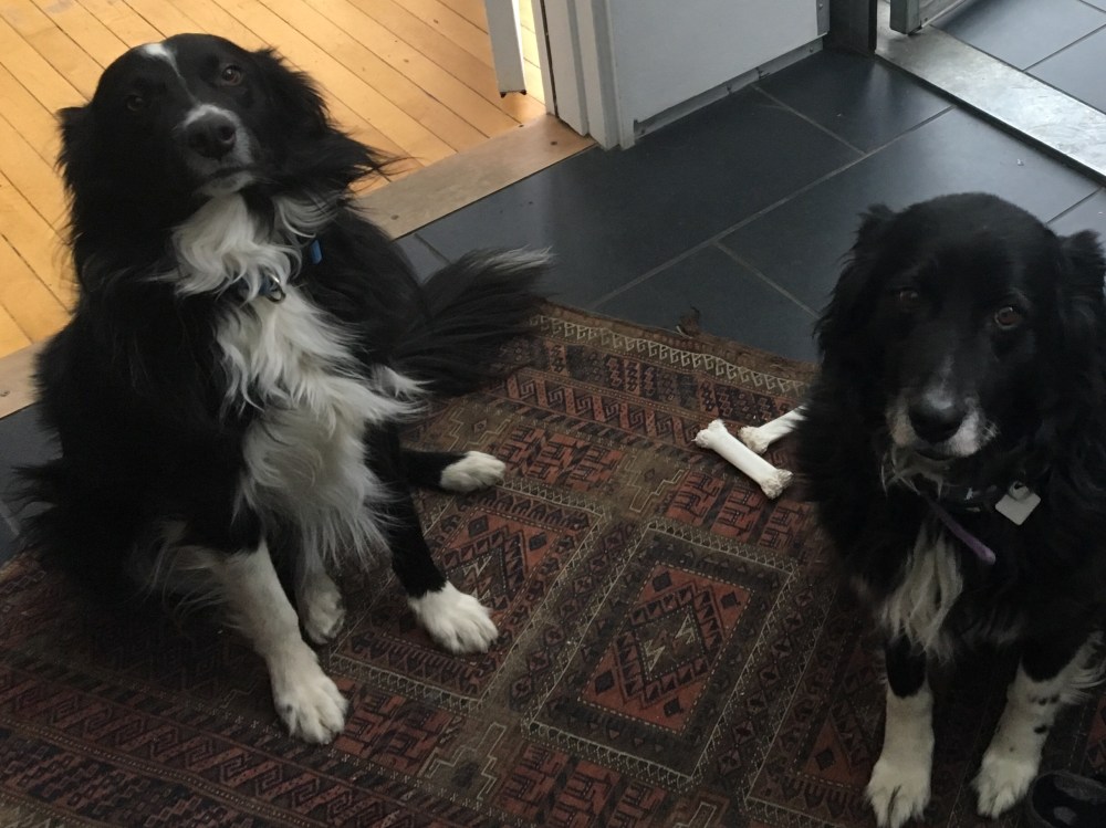 mollykrausewriterdogs