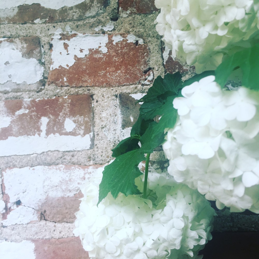 flowersforblogmollykrauserwriter