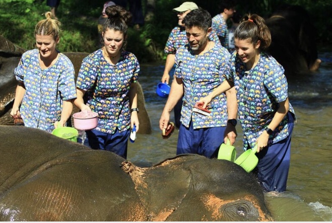 mollykrausewriterelephantwash